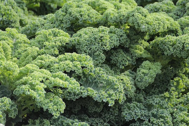Kale Premium Jati Luhur