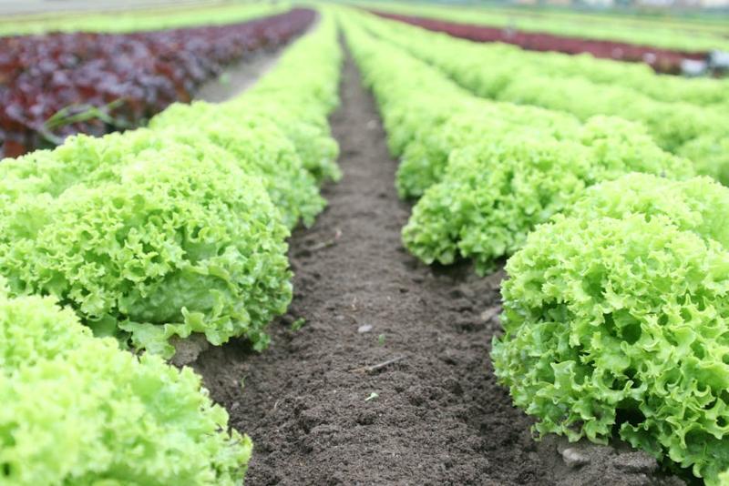 Lettuce Romaine Bambu Apus